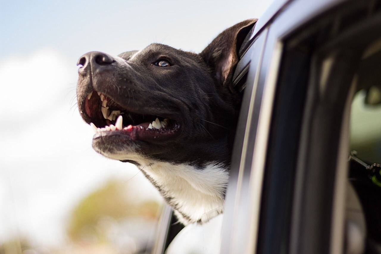 Jak przygotować się na podróż samochodem z psem?