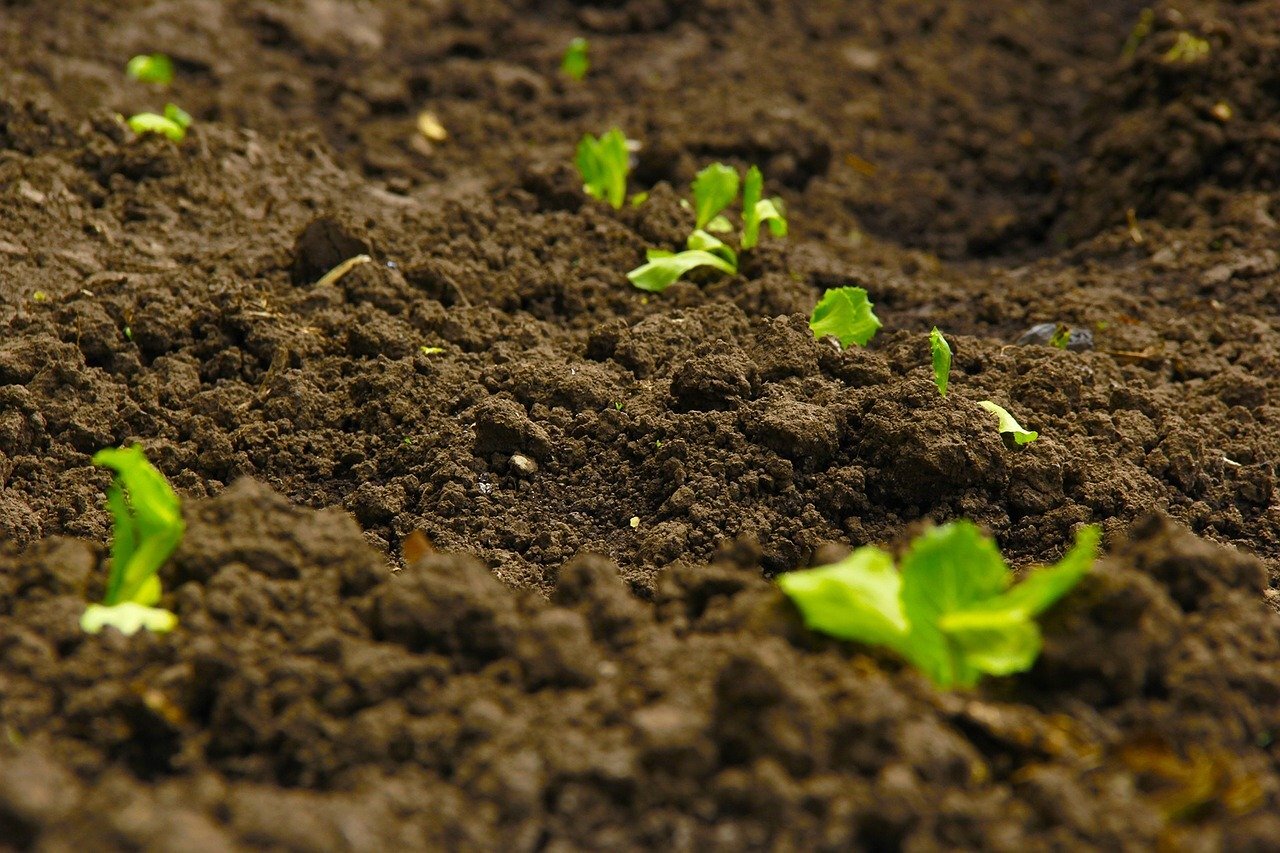 Właściwości gleby – jak wpływają na uprawę roślin?